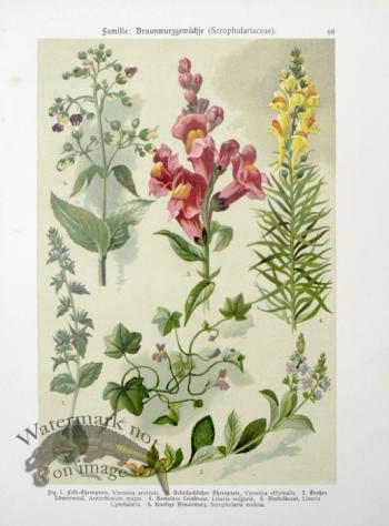 Botanical Atlas 1911 11